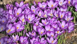 crocus-3229157_1920